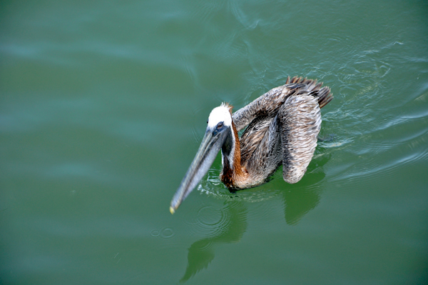 pelican